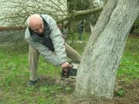 Земляцька толока у Пирогово ( яблуні вже за сорок....jpg)